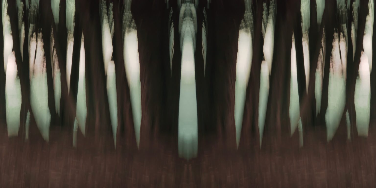 Dark Forest Desert Trees, Arizona by Dan Gottlieb, ink jet print and acrylic on plexiglass, 36×66.PR at Craven Allen Gallery