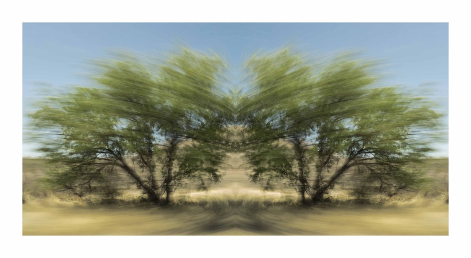 Desert Trees, Arizona by Dan Gottlieb, ink jet print and acrylic on plexiglass, 30×42.PR at Craven Allen Gallery