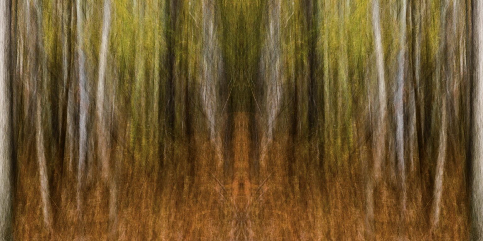 Eno River Forest by Dan Gottlieb, ink jet print and acrylic on plexiglass, 30×54.PR at Craven Allen Gallery