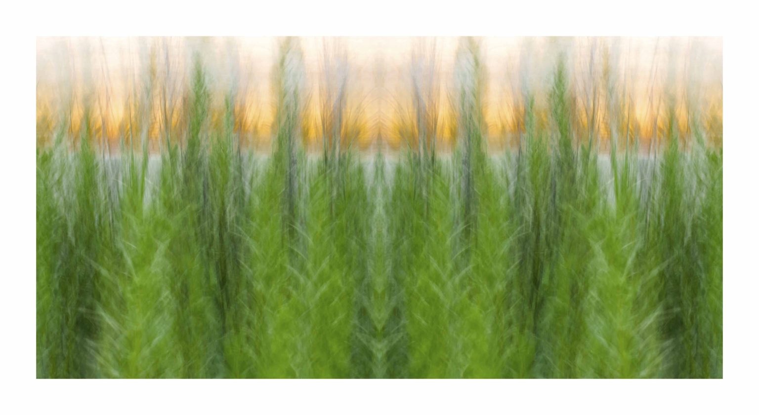 SeaGrass.4 by Dan Gottlieb, inkjet print and acrylic on plexiglass, 30×54.PR at Craven Allen Gallery