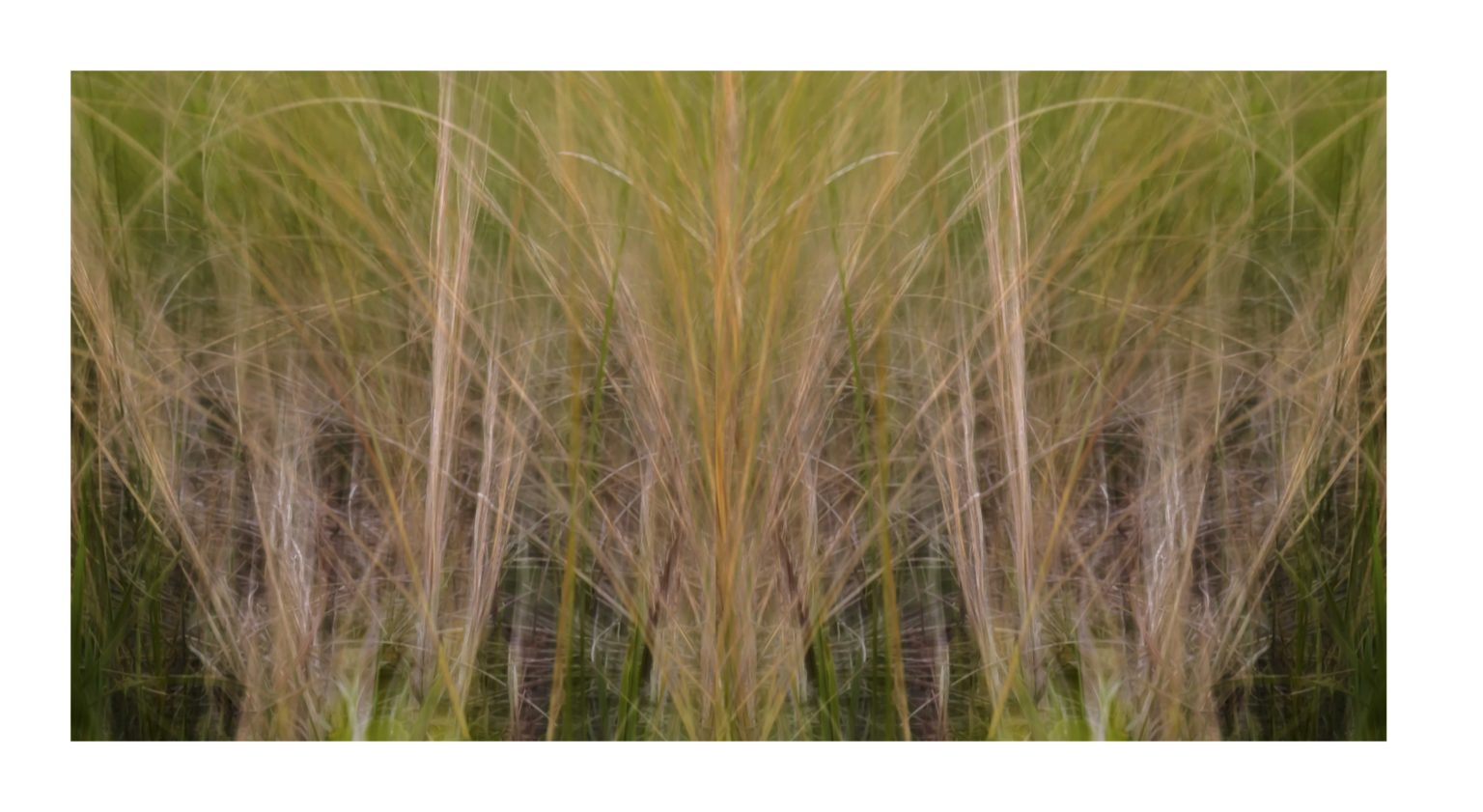 SeaGrass.5  by Dan Gottlieb, inkjet print and acrylic on plexiglass, 30×54.PR at Craven Allen Gallery